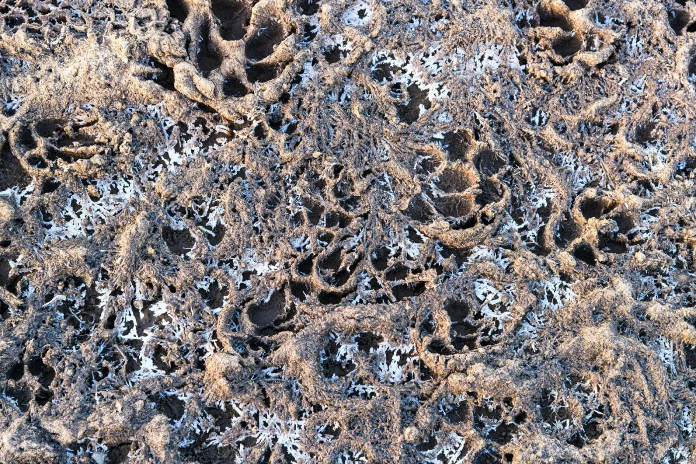 Porous reservoir rock texture